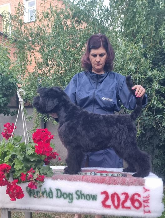 Цуценята від Чемпіонів Світу  та Европи