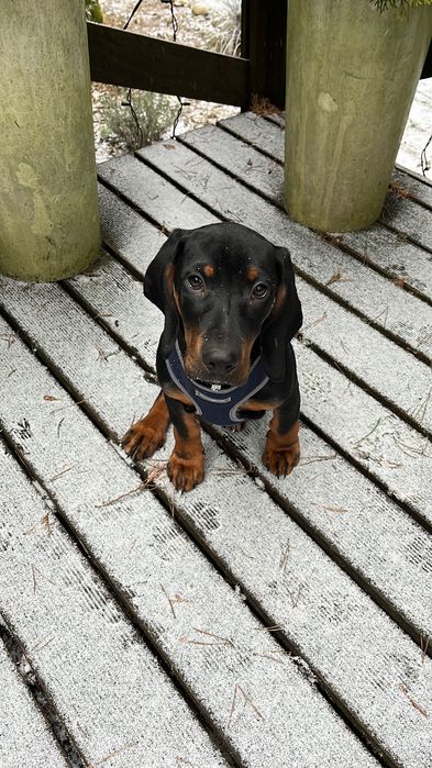 Opieka nad psem PETSITTING Domowy hotel