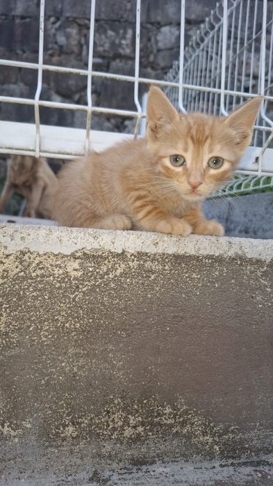 3 gatinhas para adoção