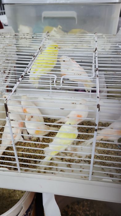 Canários e ring neck