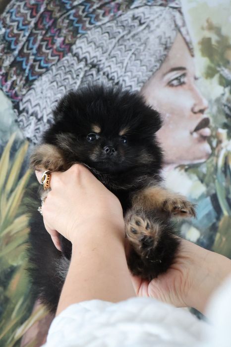 Spitz anão. Lulu da Pomerânia.  Pedigree. Lop e Afixo Perfeito