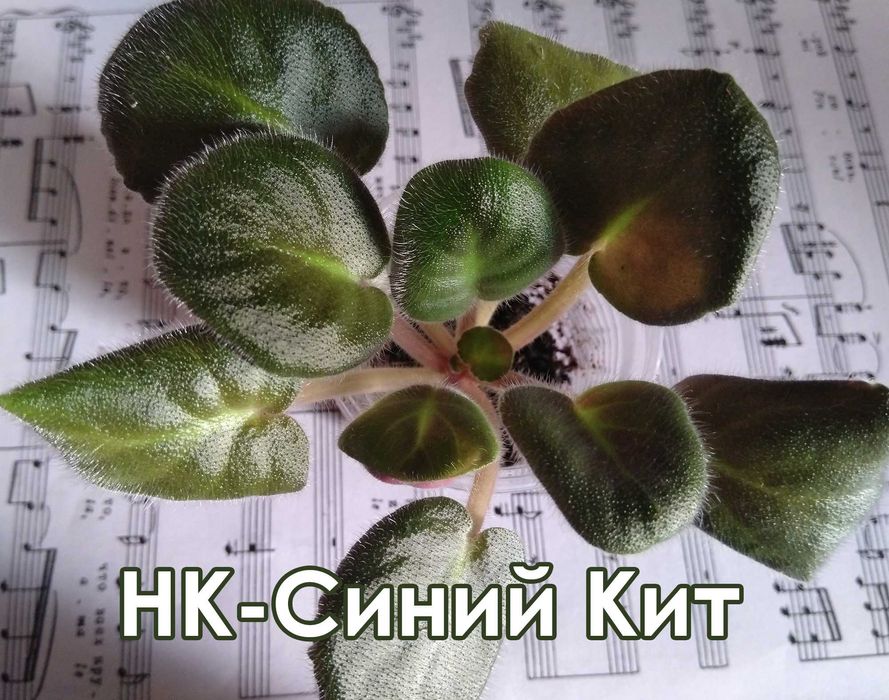 набор: 9 шт. фиалка взрослая-стартёры-детки(сенполия)