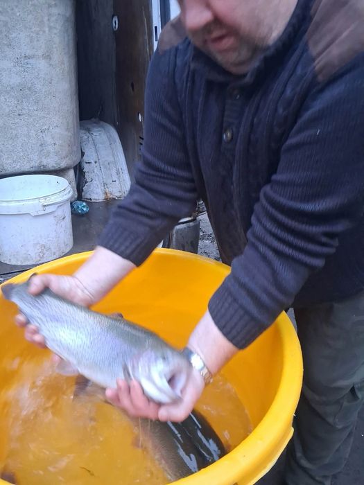 Węgorz jesiotr karp koi karaś Szczupak