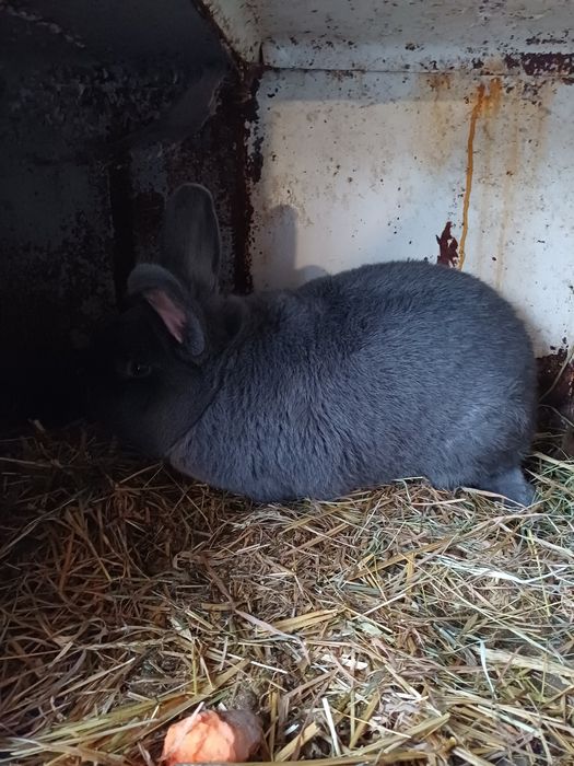 Wiedeński Niebieski Para