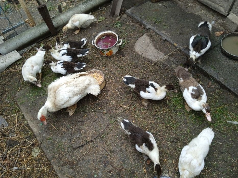 Качки шипуни німецької лінії