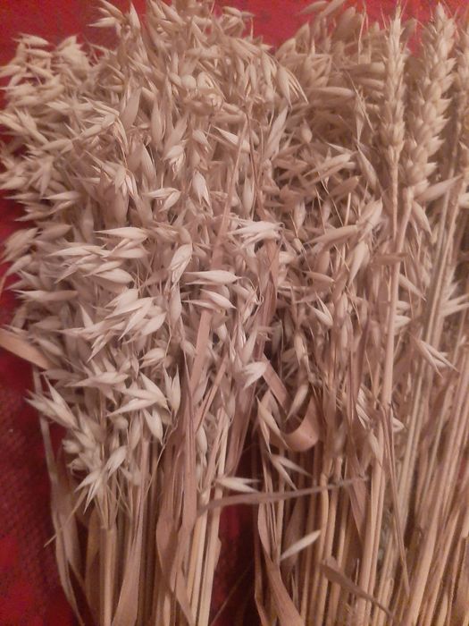 Букети пшениці і овес.