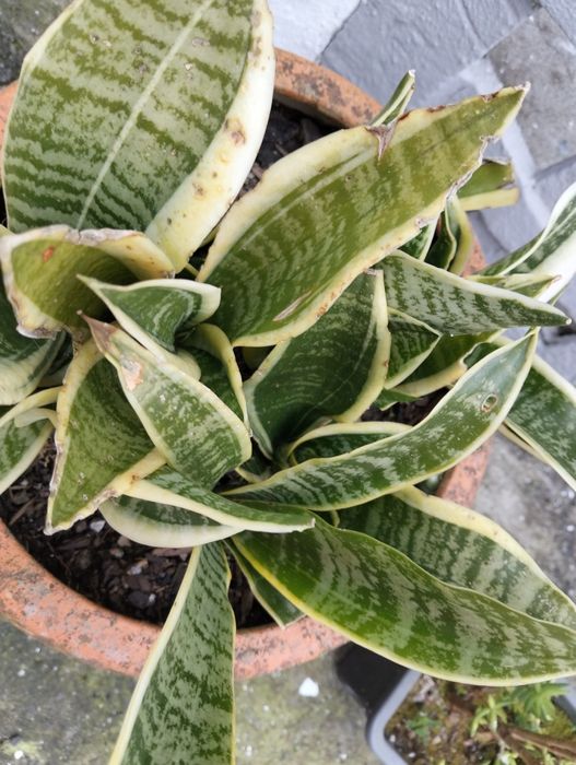 Espada de Santa Bárbara pronta a Replantio