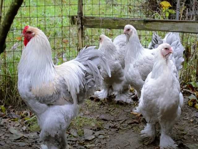 Брама, яйце інкубаційне. зозуля, ізабелла, колумбійське золото