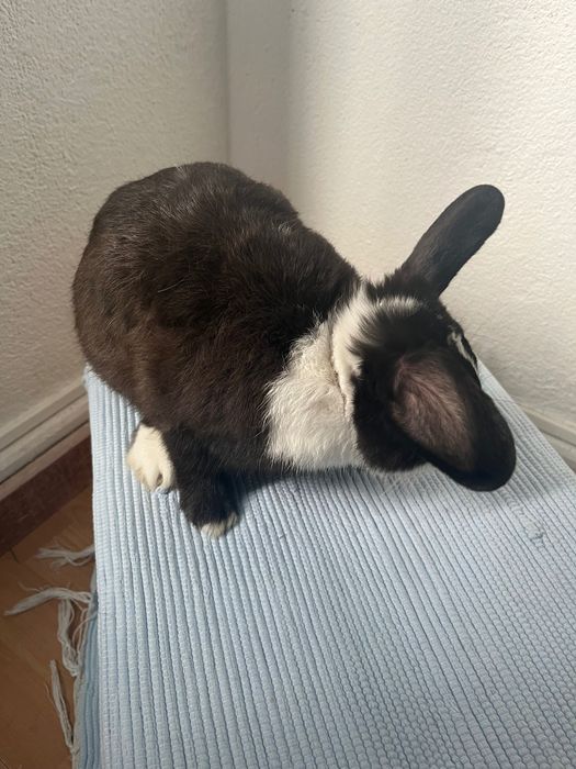 Filhote de Coelho 7 meses