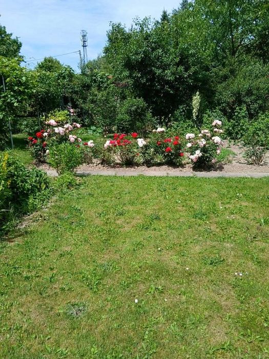Ogródek działkowy z domkiem - Ansicht 3