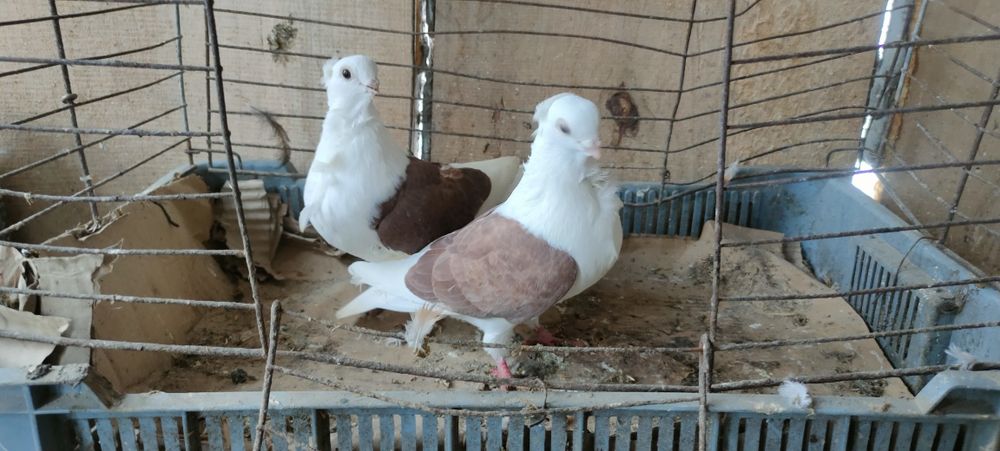Sprzedam gołębie