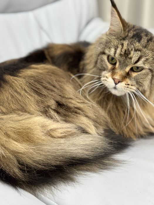 Професійний грумінг для Ваших хвостиків на Дніпровській Набережній 19в