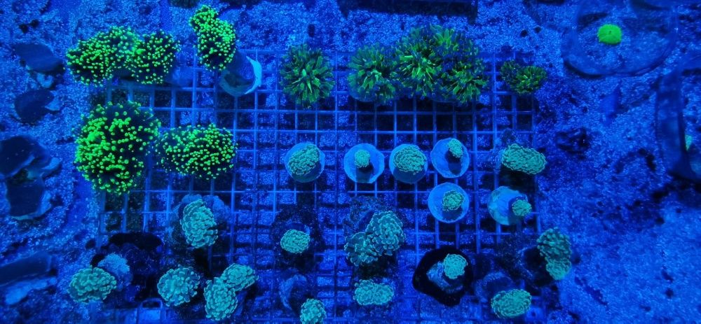 Aquaforest Calcium 850 g do akwarium morskiego Sklep Turkusowe Zoo