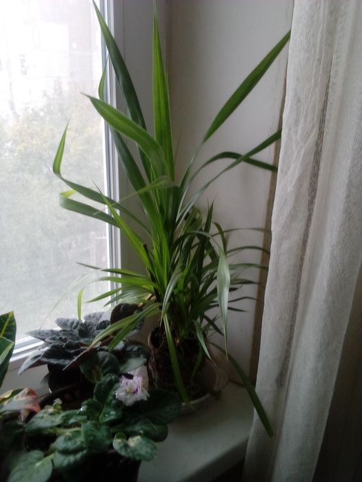 Продам кімнатну квітку.