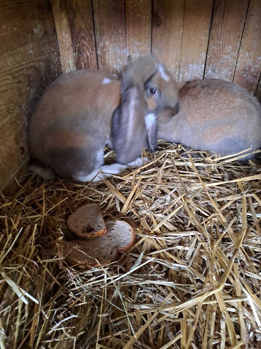 Sprzedam kroliki barany francuskie