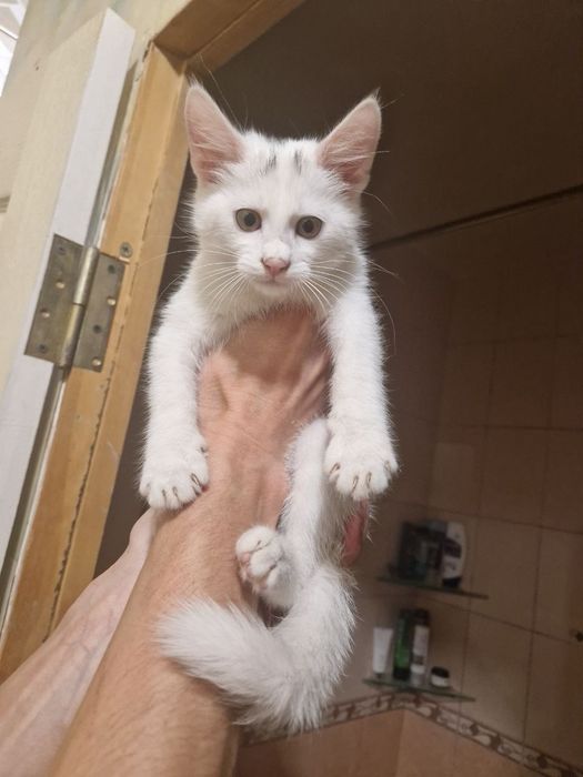 Отдам котенок девочка кошечка