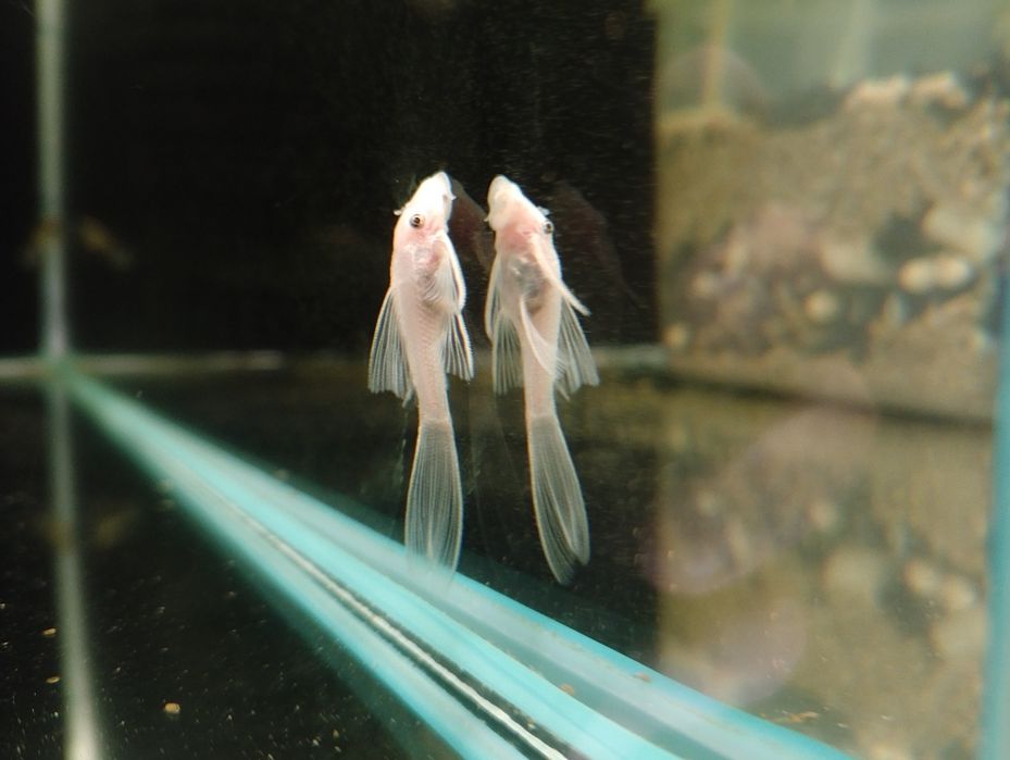 Snow white, snow white long fin, zbrojnik biały, ancistrus L144