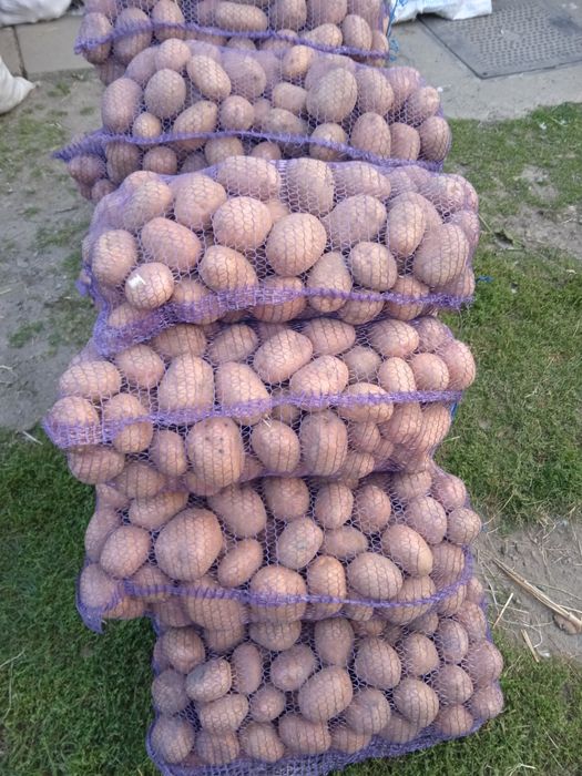 Продам картоплю белароса.