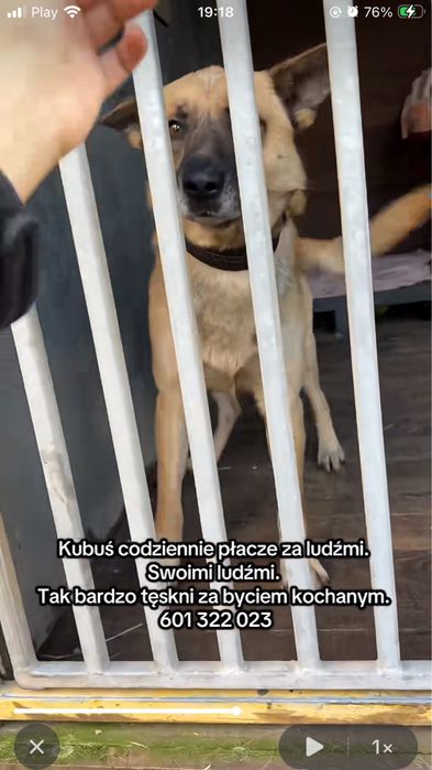 Kubuś młody 4 letni pies w typie owczarka belgijskiego schronisko Płock