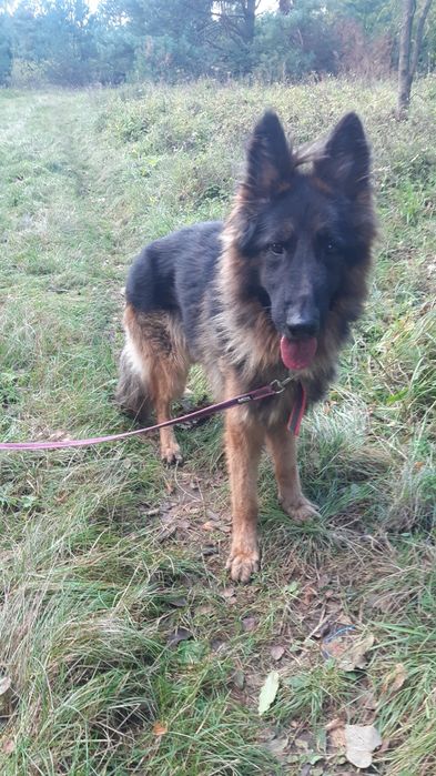 Śliczny  młody owczarek niemiecki Gorzo do adopcji że schroniska.