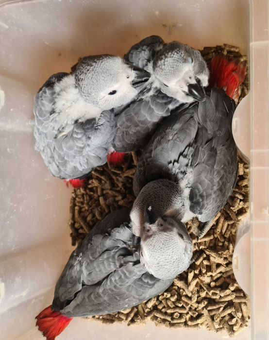 Papagaios Cinzentos de Cauda Vermelha