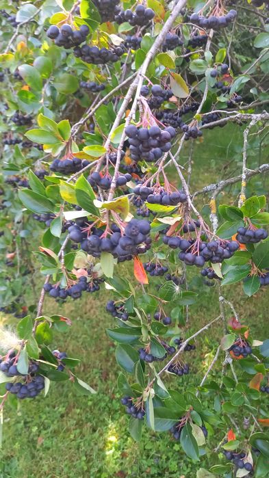 Aronia do zerwania