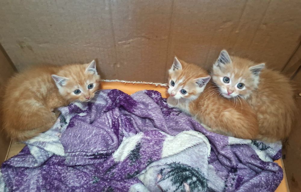 Сонячн рудіі котики
