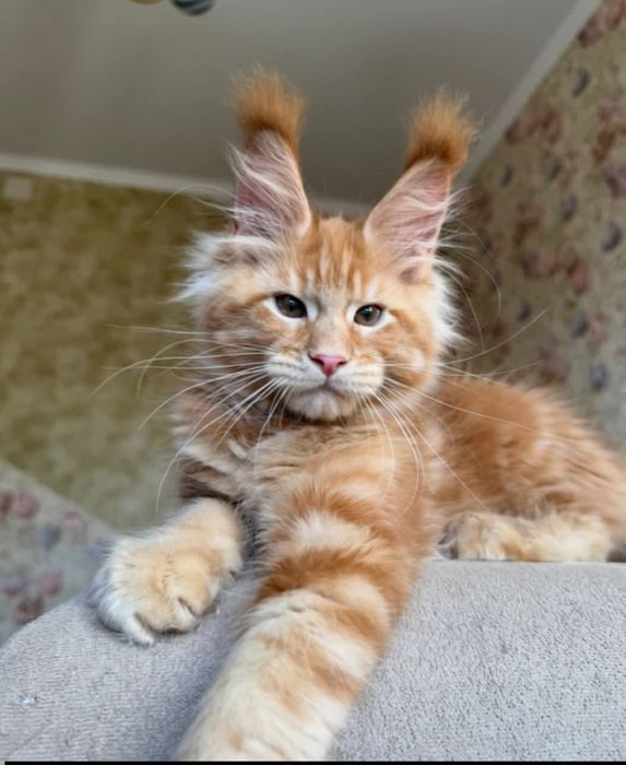 Vip Mainecoon Мейнкуны