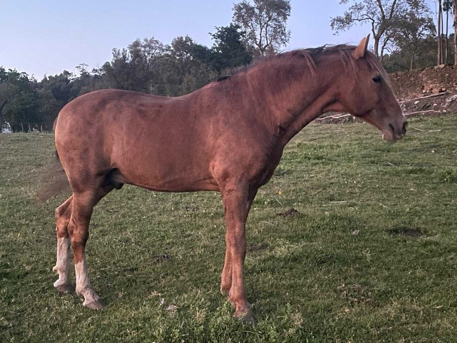 Potro Puro Sangue Lusitano – Uranio – Linha Veiga – 26 meses