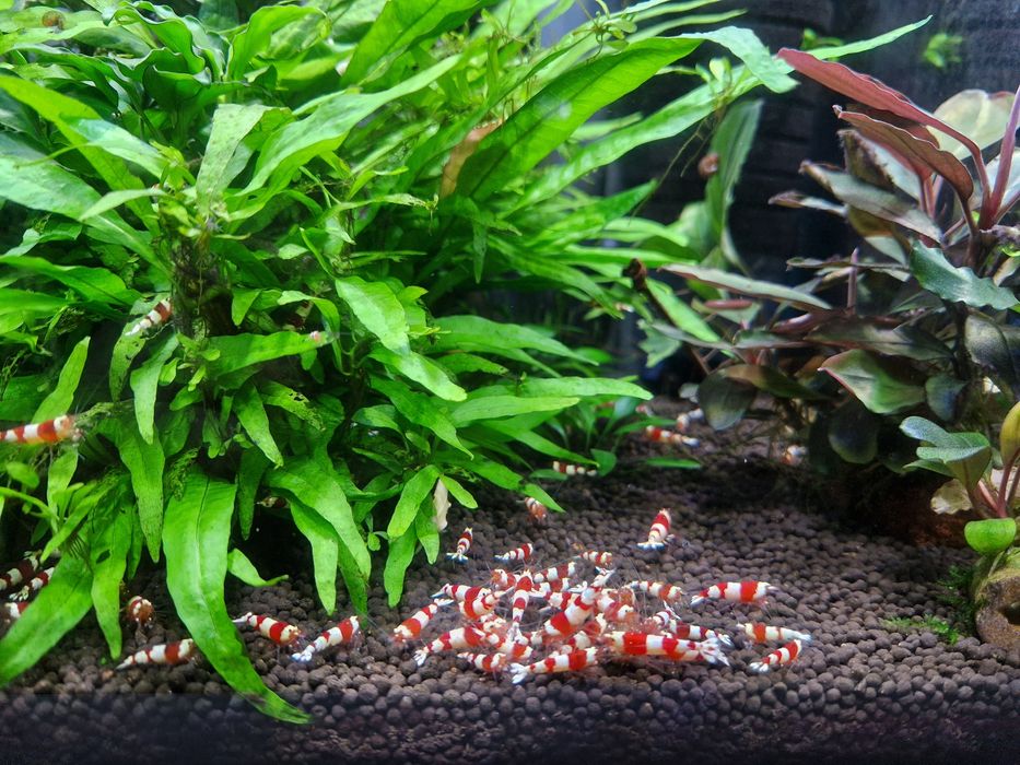Krewetki caridina PRL PURE Red Line