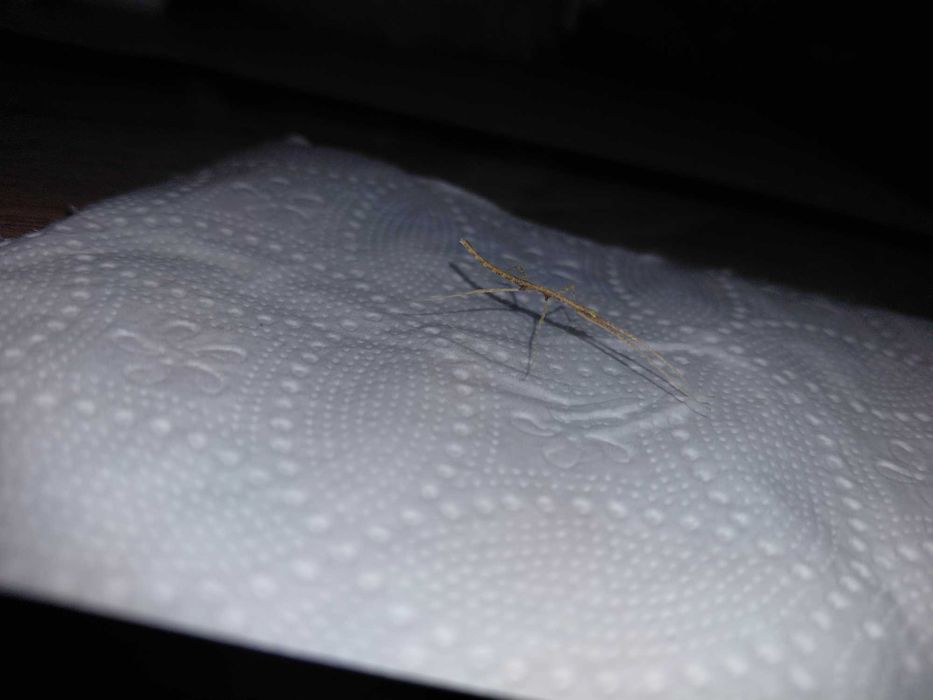 Sprzedam patyczaki rogate z dowozem osobistym