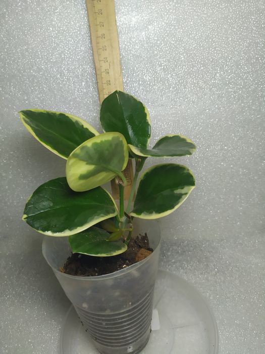 Шефлера Жанин Janine, антуріум, хойя