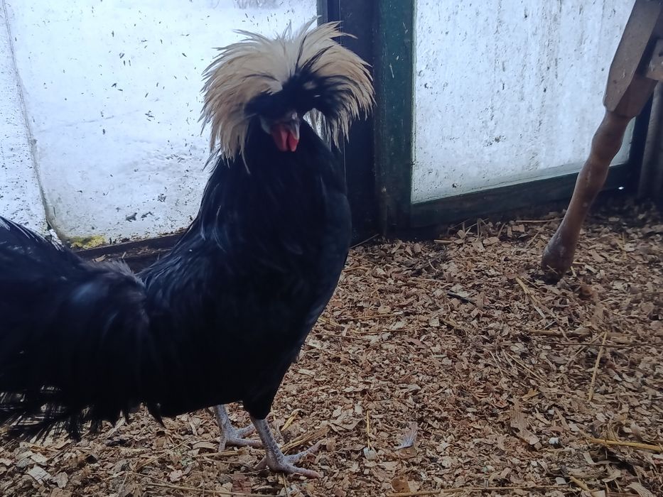 Sprzedam koguta bialoczuba holenderskiego