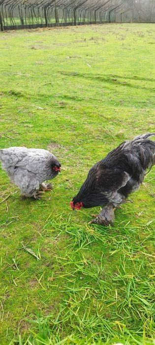 Galinha e galo raça Brahama Black