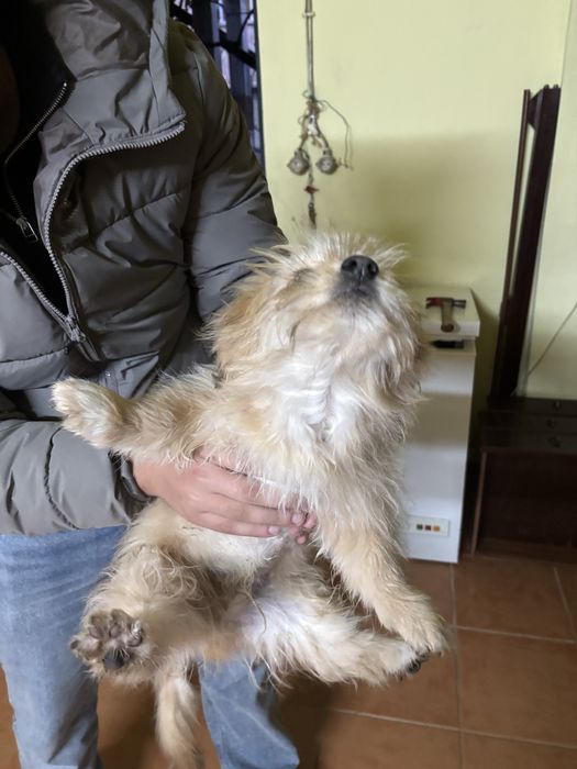 Caozinho (6 meses) decporte pequeno para adocao