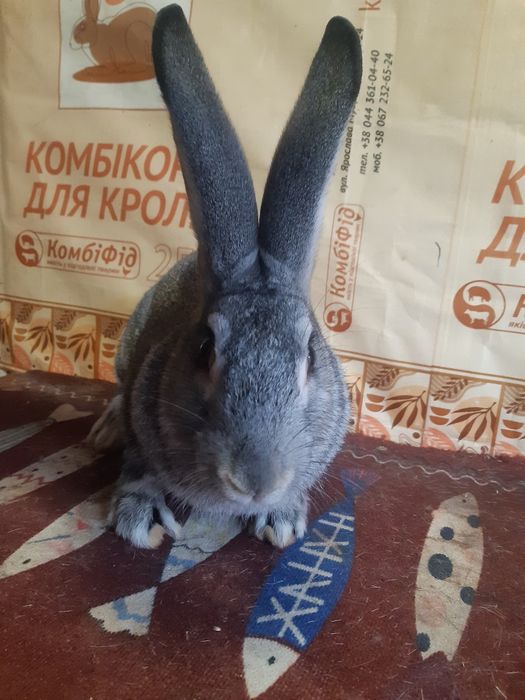 Самець Р.Шиншила