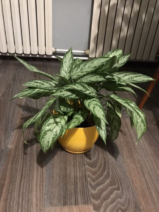 Аглаонема, отростки