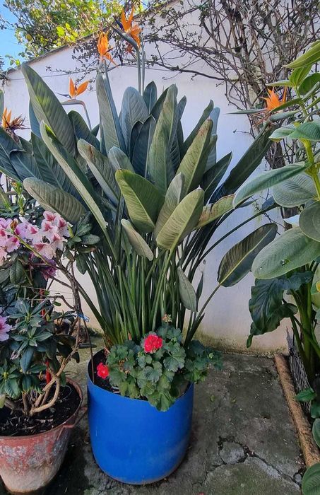 Estrelícia Gigante (Ave-do-Paraíso) em floração – vaso incluído