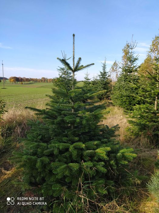 Jodła kaukaska, choinki