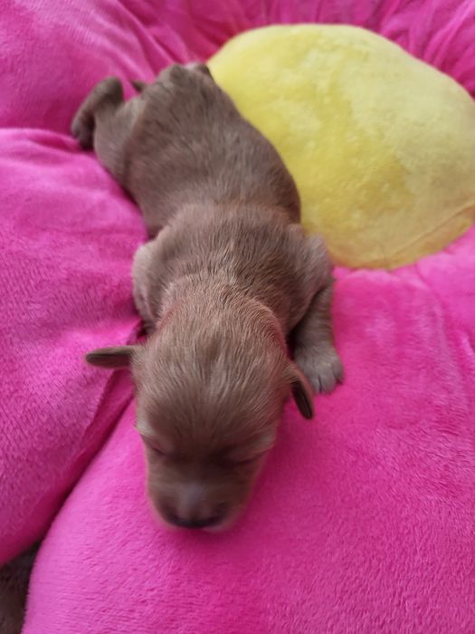 Piesek Maltipoo zapraszam