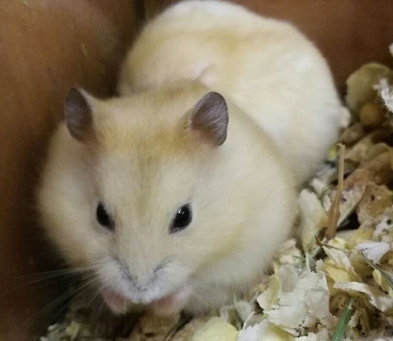 Chomiki dżungarskie Satynowe