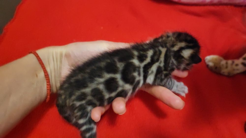 Маленькі тигринята! Бенгали!