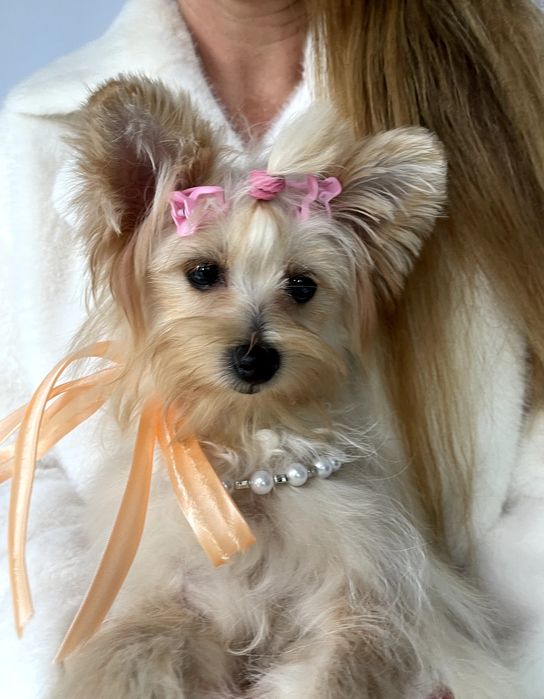 Ідеальна Помапу для вашого дому