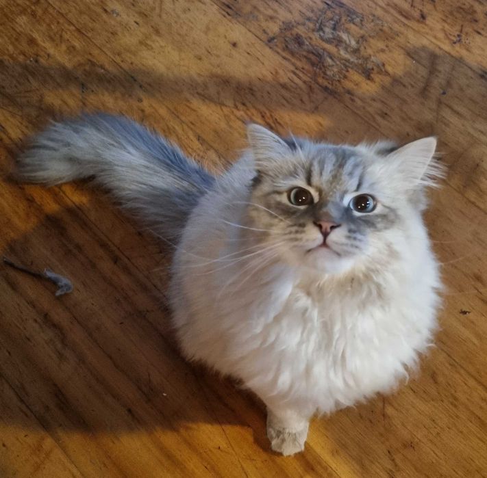 Kocurek Neva Masquarade