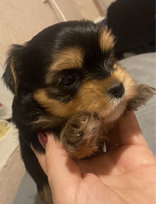 Маненький хлопчик йорік