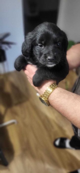 Golden Mountain Dog Golden Retriever +Berneński Pies Pasterski