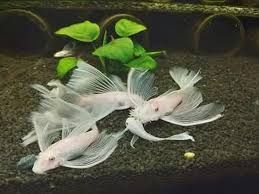 Анциструс l144 snow white longfin (вуалева сніжинка), номерні соми