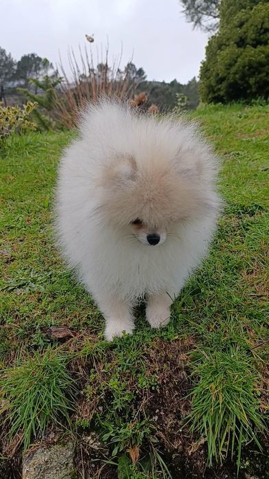 Spitz alemão lulu da Pomerânia entrego em tod e Suiça o o país