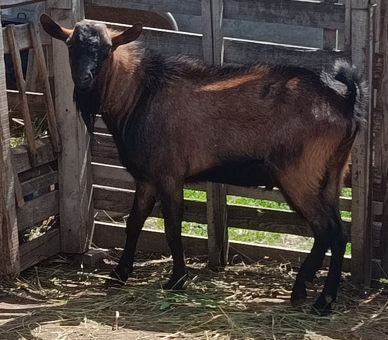 Продам Альпийского козла