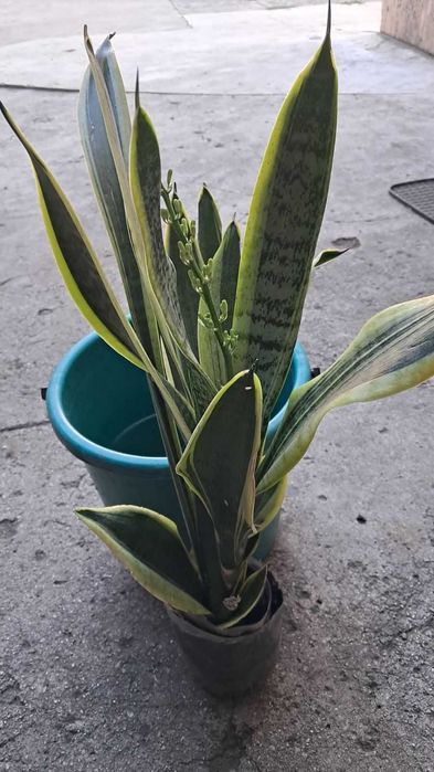 кімнатні  квіти  Сансевієрія 3 види